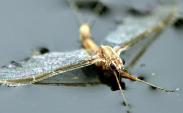 Idén kisebb árvaszúnyograjzás várható a Balatonnál