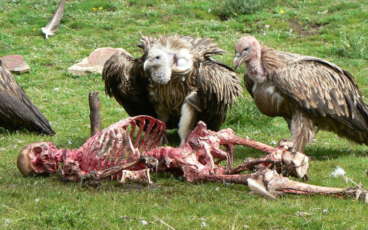 Törvénnyel szabályozzák a tibeti