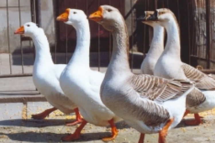 Madárinfluenza egy Békés megyei kacsaállományban