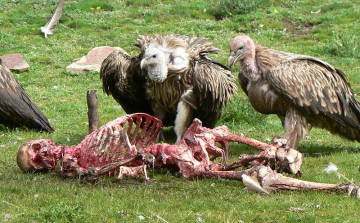 Törvénnyel szabályozzák a tibeti