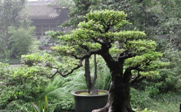 A kicsi a trendi - Bonsai!